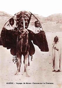 ALGERIE - VOYAGE DE NOCES - EPOUSES SUR LE CHAMEAU